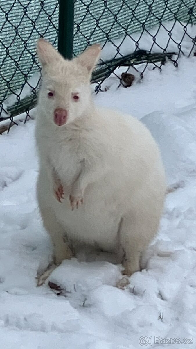 Klokan sameček a samička - 2