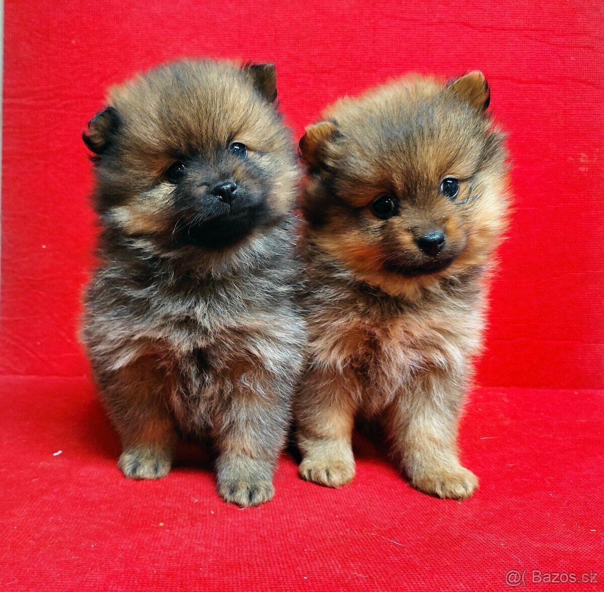 Pomerian mini - 2
