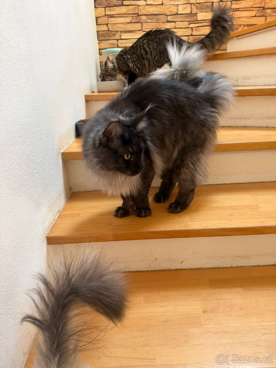 Malinský myvali-modry kouřový - 2