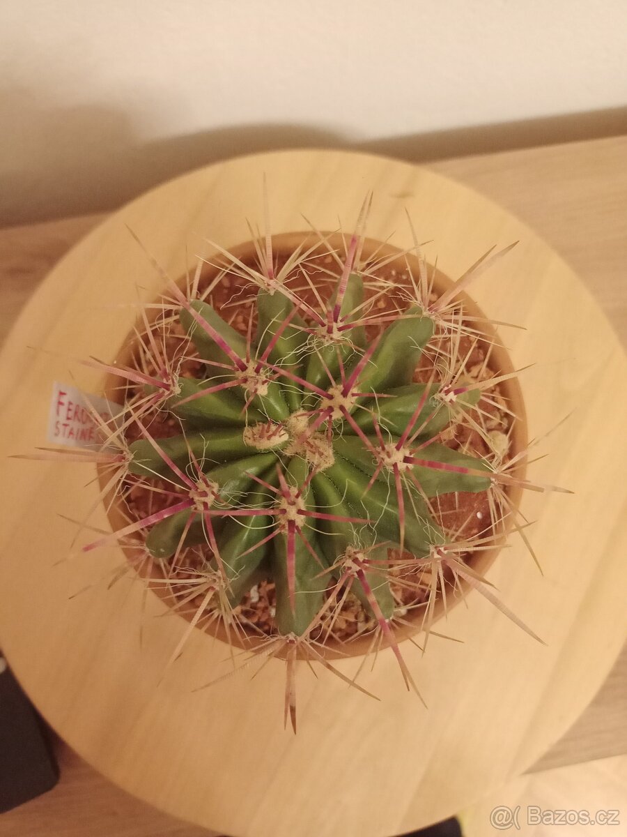 Ferocactus stainesii - 2