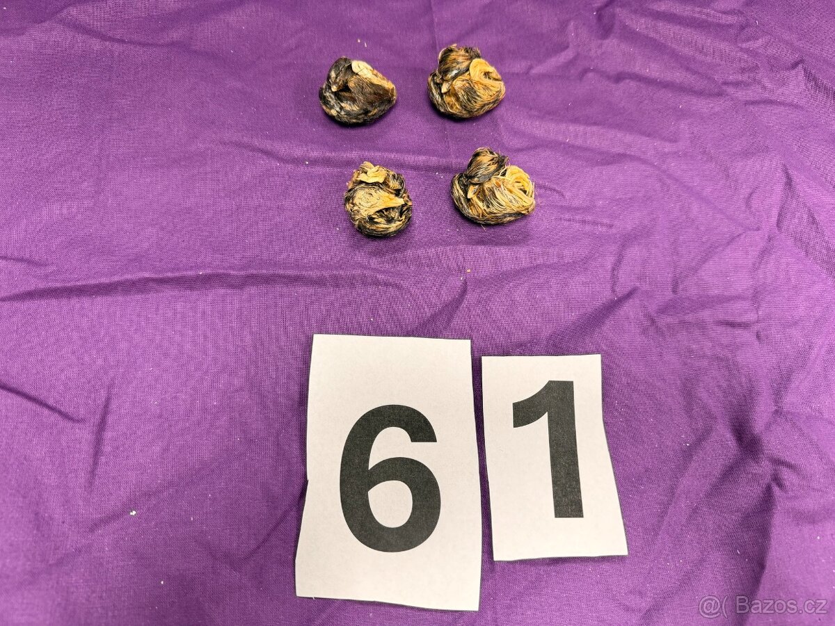 Osteologické preparáty - 2