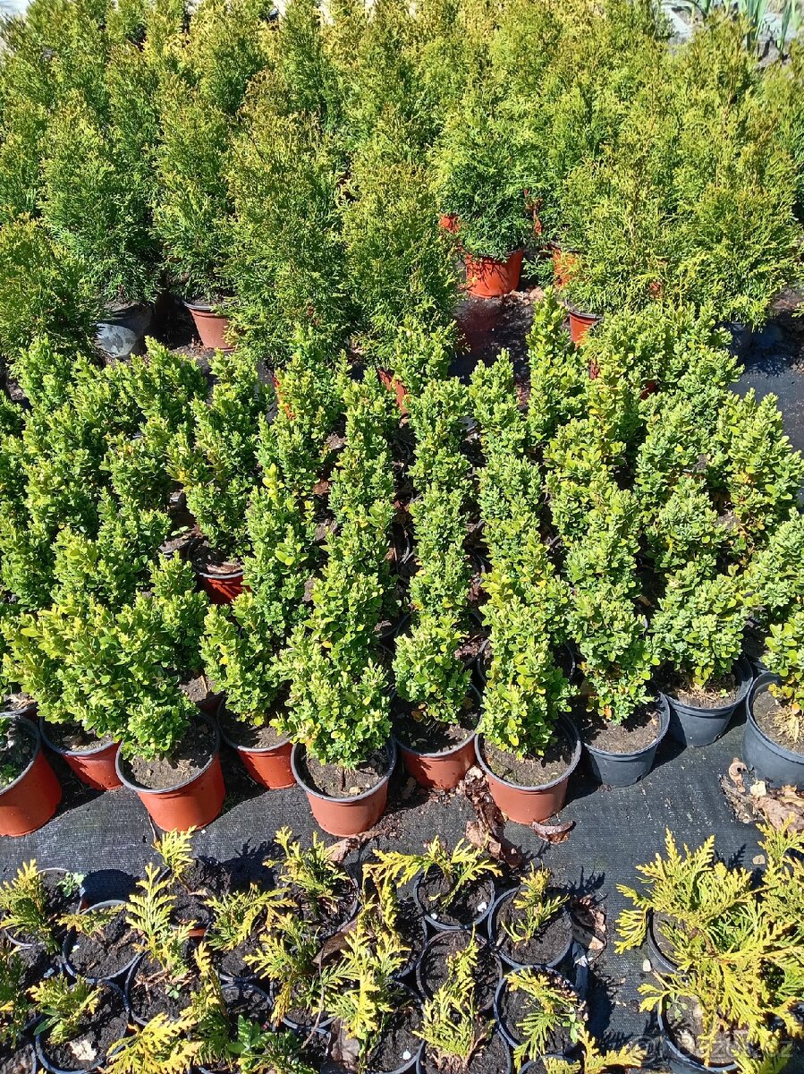 Buxus Suffruticosa - 2
