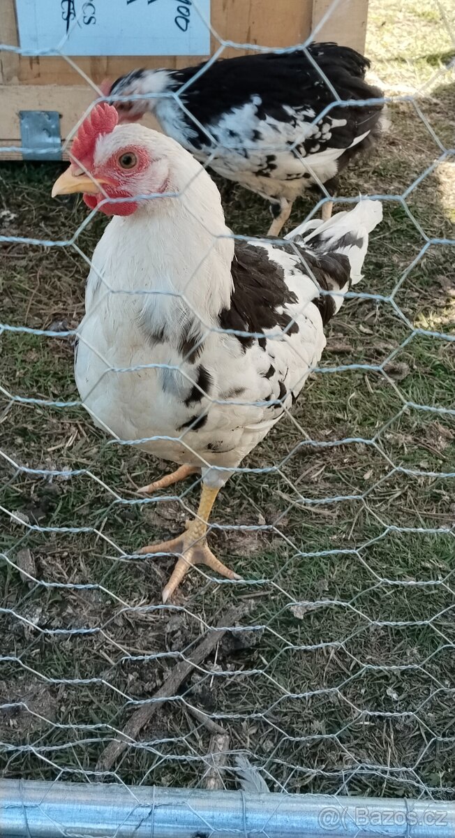 Vlaška exchequer - kohouti - 2