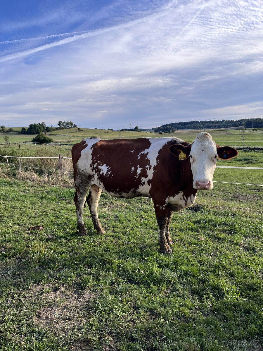 Kráva CESTR + tele - 2