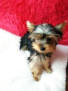 Jorkširský terrier - 2