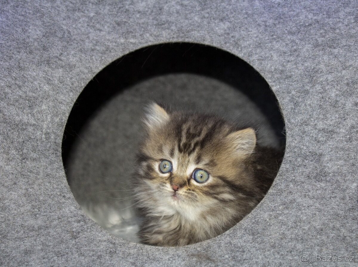 Britská koťátka - kočka ,kocour - 2