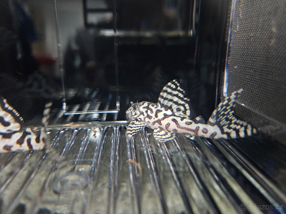 L 236 Super White - odchov - 2