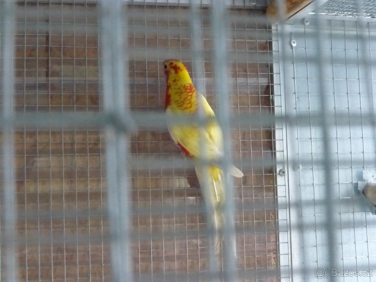 Rosela penant zlatý pastel - 2