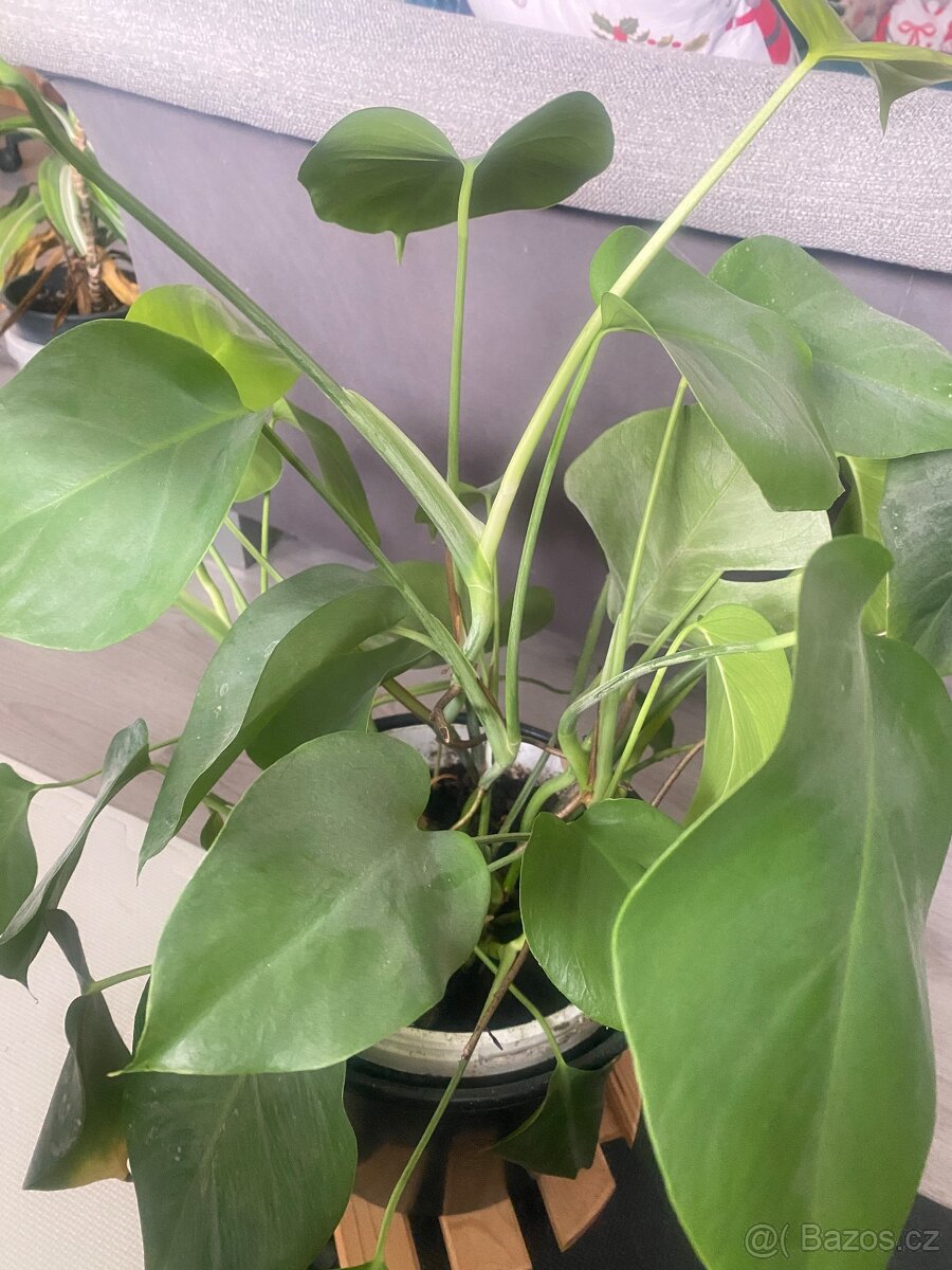 Monstera - 2