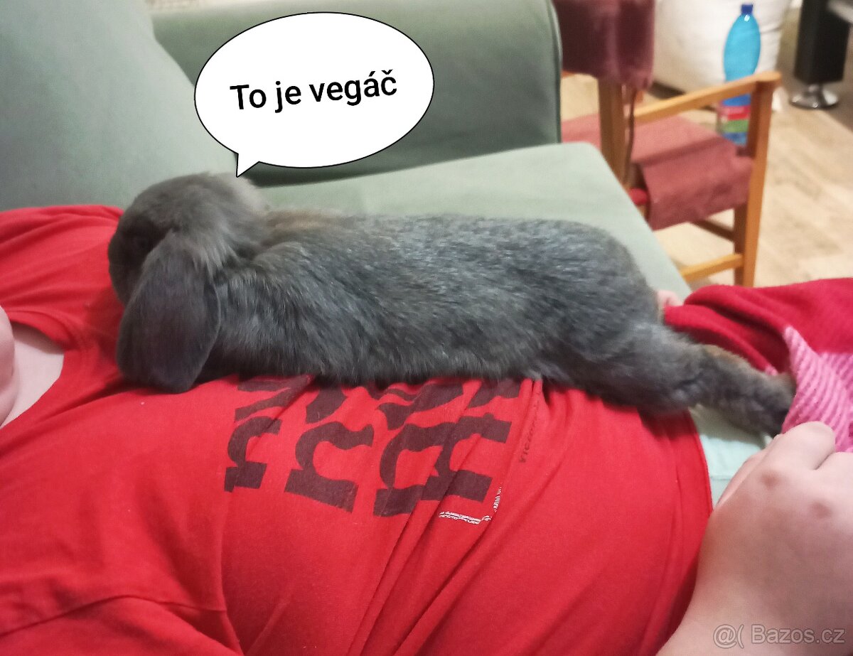 Zakrslý beránek králíček - 2