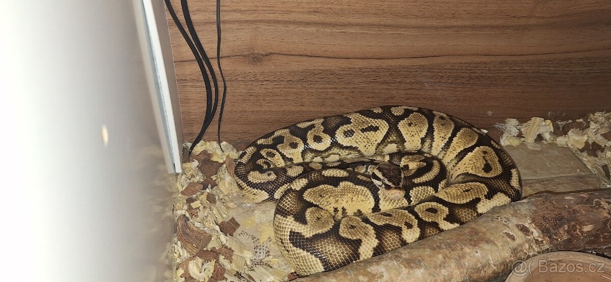 Krajta Královská - 2