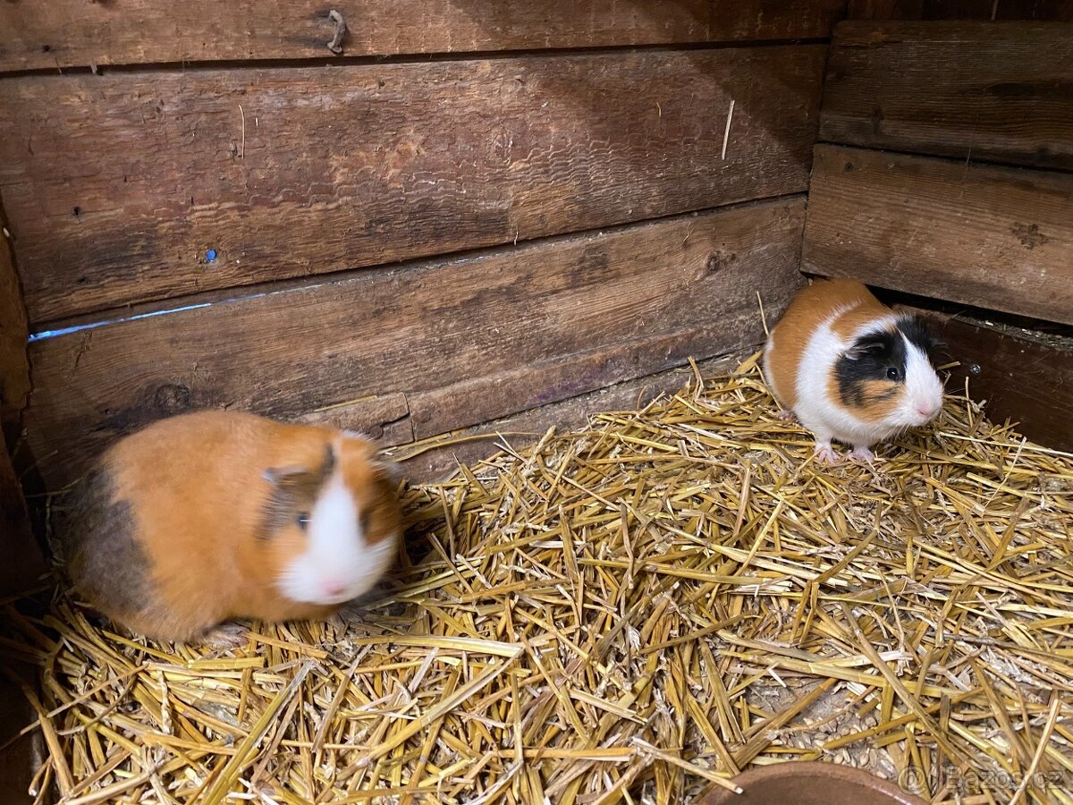 Dvě morčátka – samečci 🐹 (zvyklí spolu) - 2