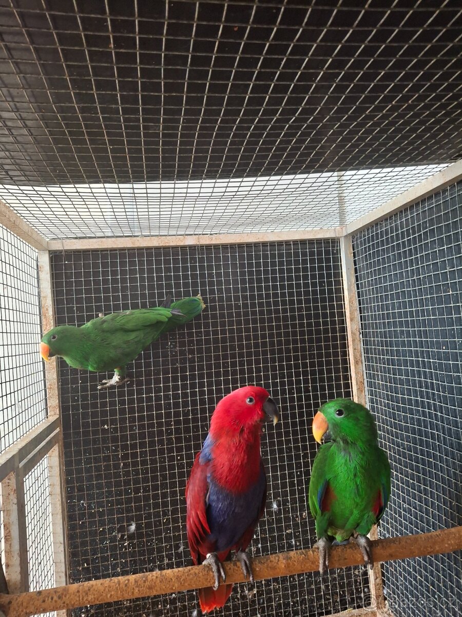 Eklektus polychloros - 2