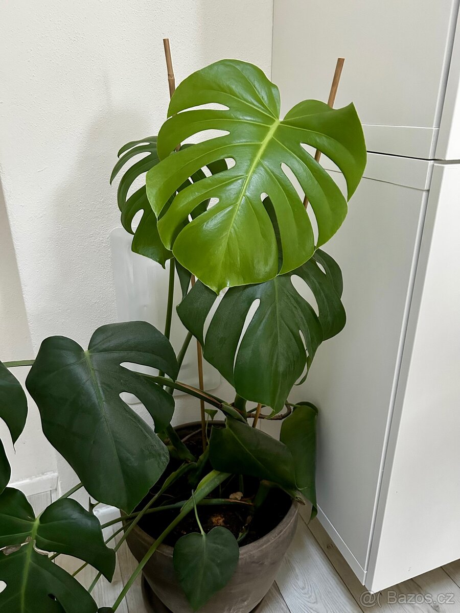 Monstera - 2