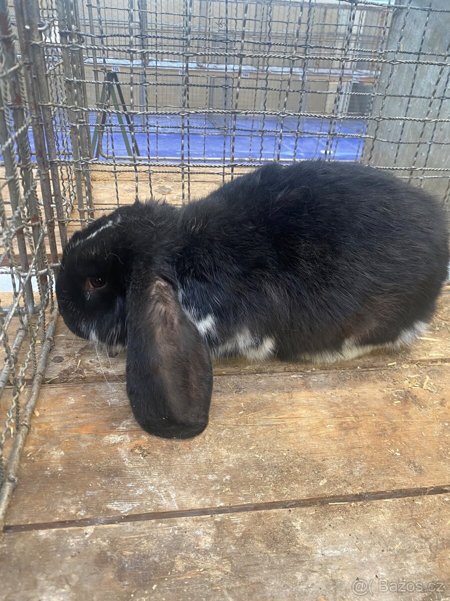 Francouzský beran - 2