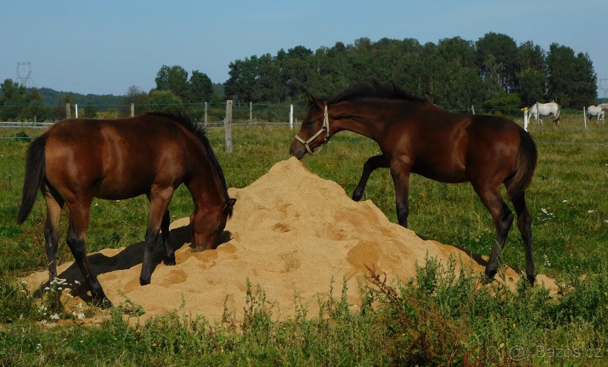 pastevní ustájení Plzeňsko - 2