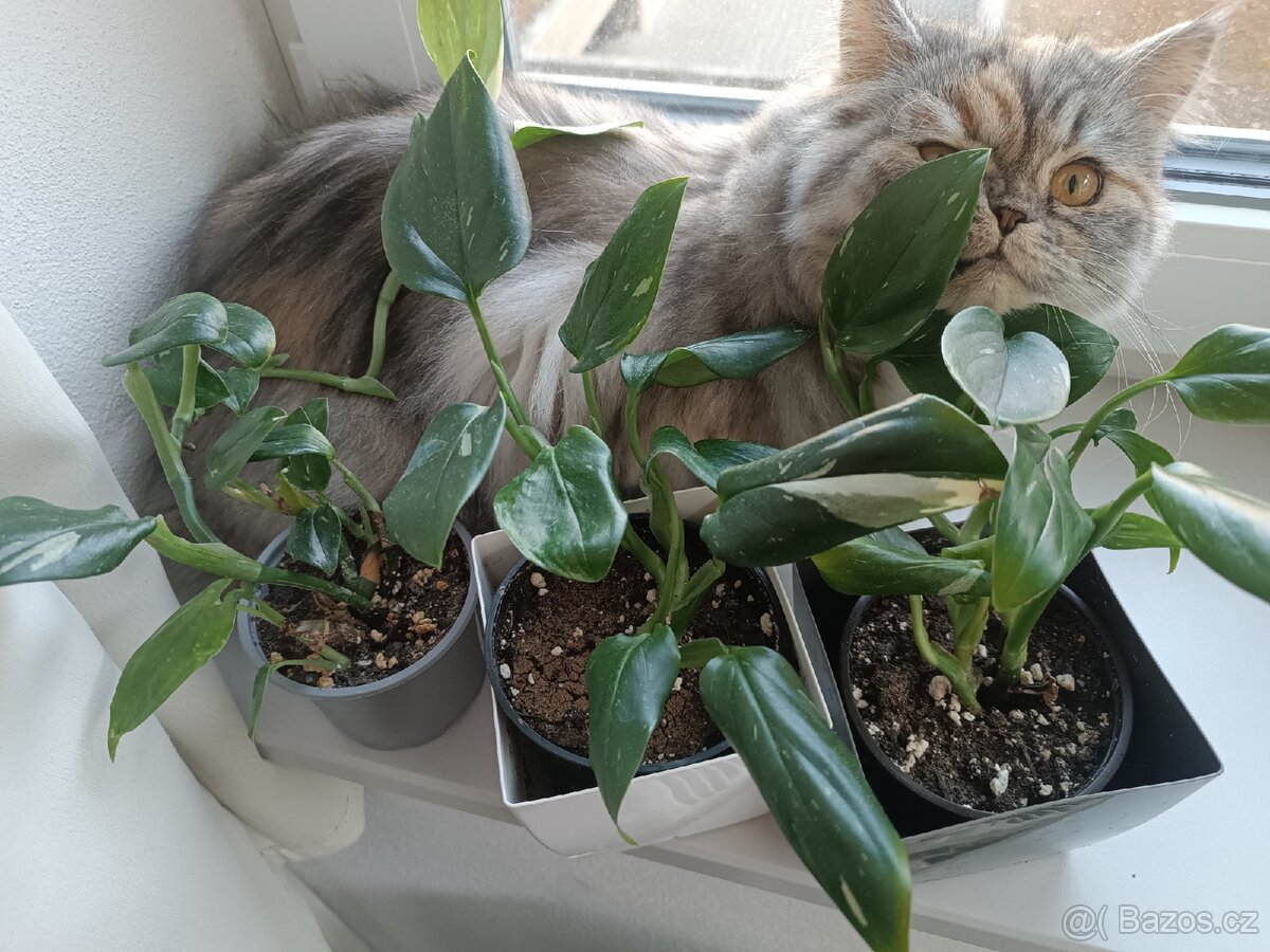 Monstera Cobra variegata - 2