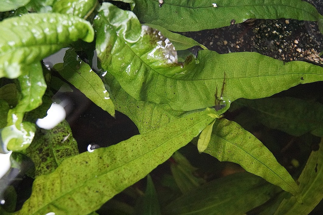 Akvarijní rostlinky - Cryptocoryne, Microsorium, Anubias - 2