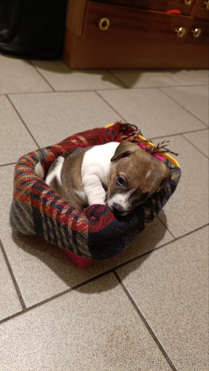 Prodám 2 fenky Jack Russell teriér bez PP - 2