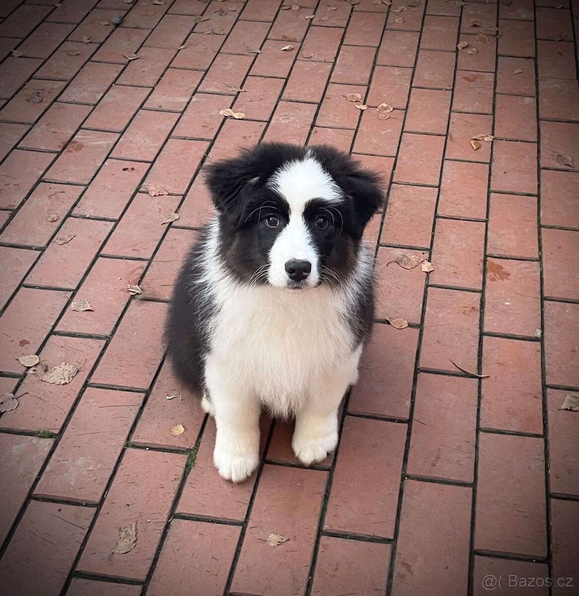 Australský ovčák s PP - 2