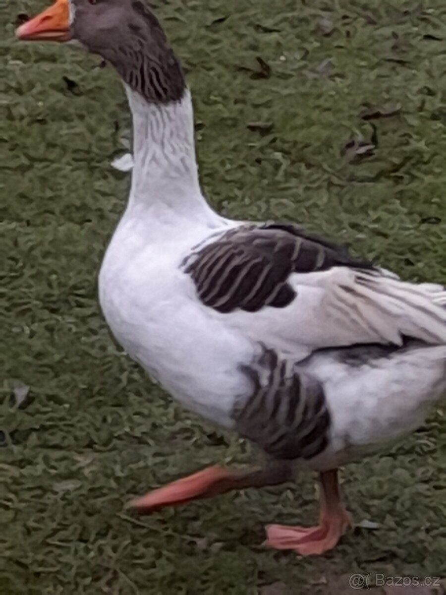 Pomořanská husa - 2