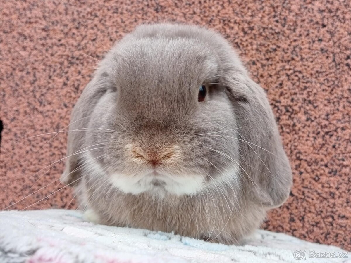 ★ Chovný MiniLop Sameček ★ - 2