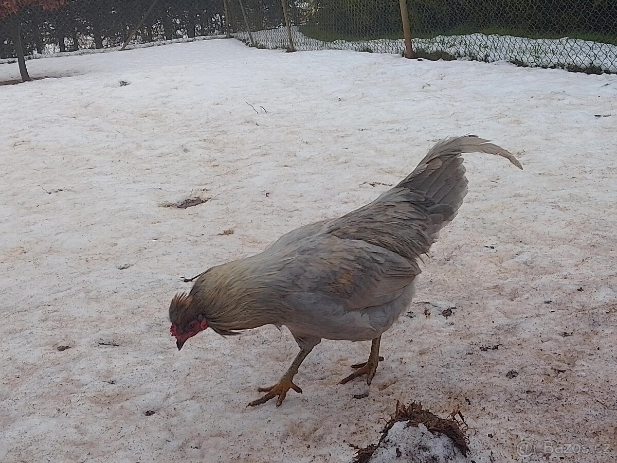 Araukana levandulová - 2