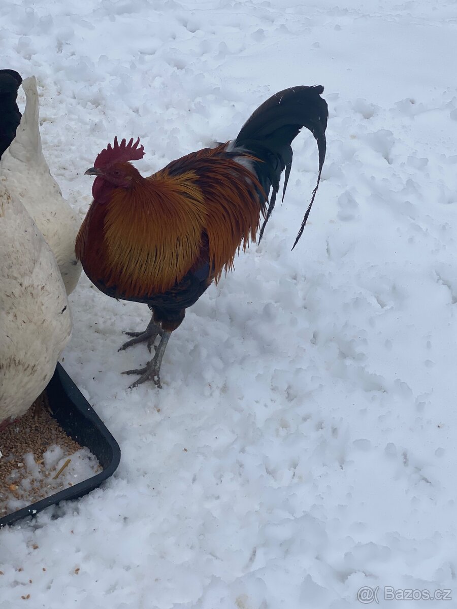 Česká zlatá kropenka kohout - 2