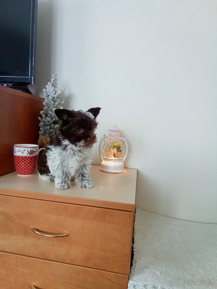 Jorkšírský teriér štěňata - 2