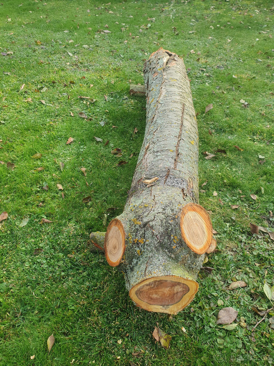 Švestkové dřevo - celý kmen - 2