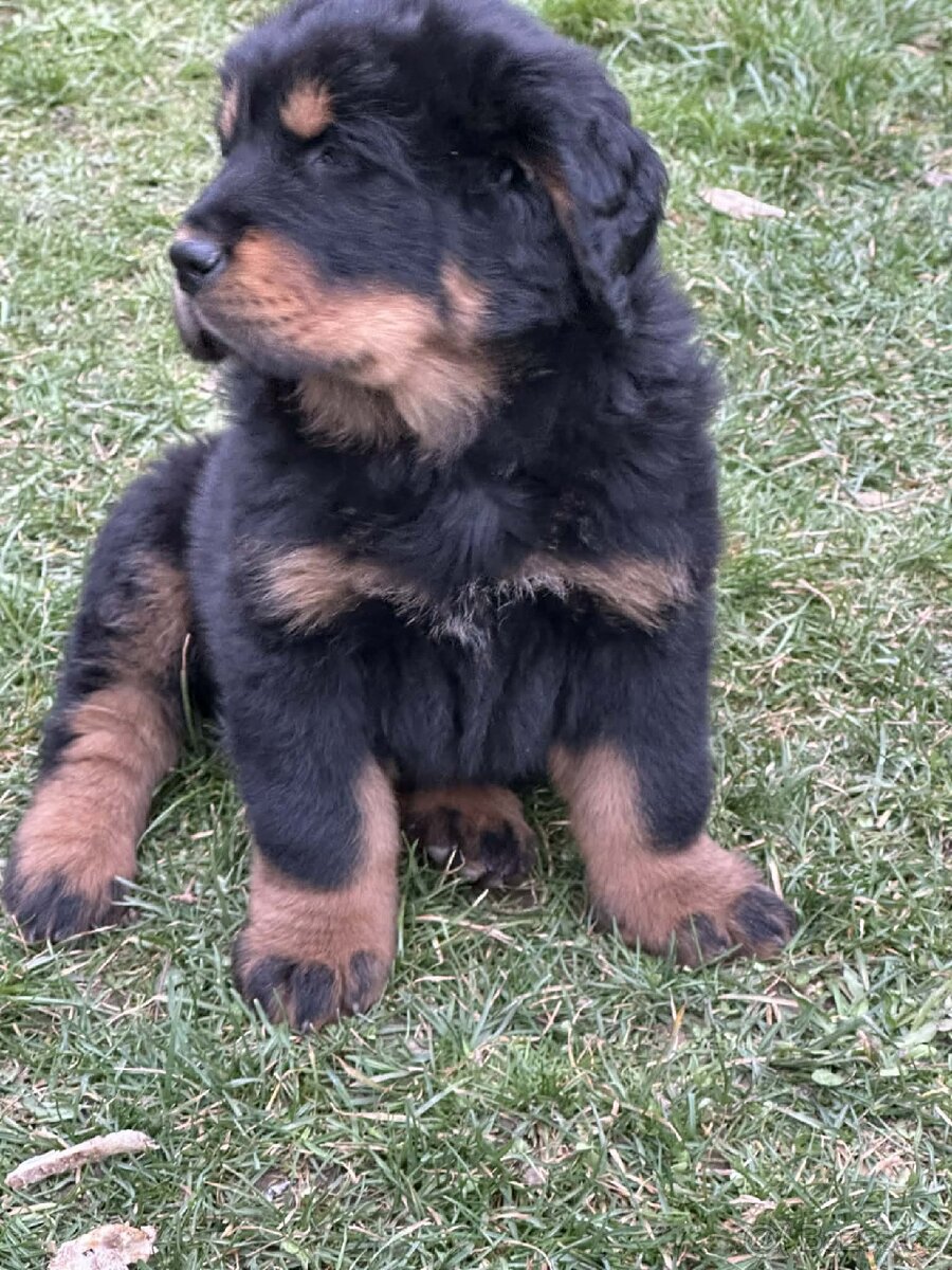 Tibetská doga štéňátko - 2