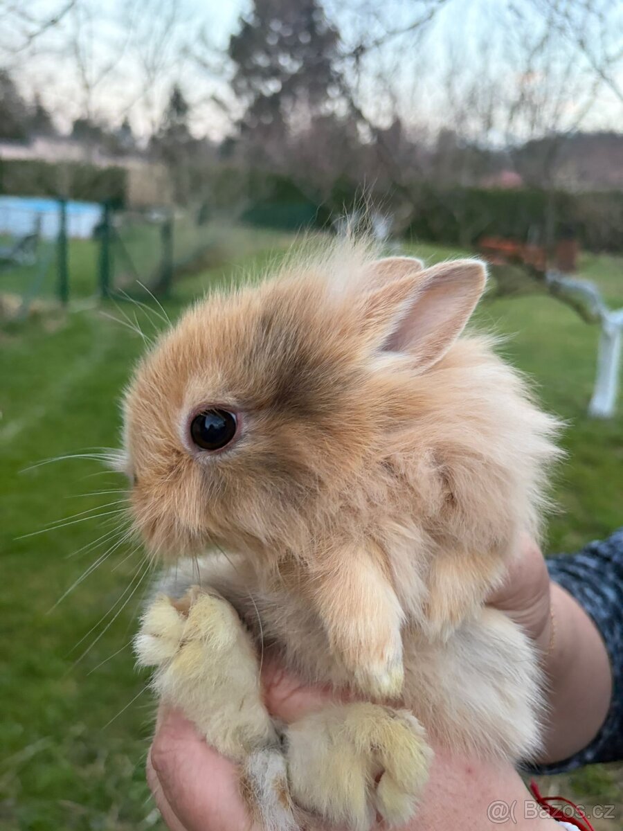 Zakrslý králík - 2