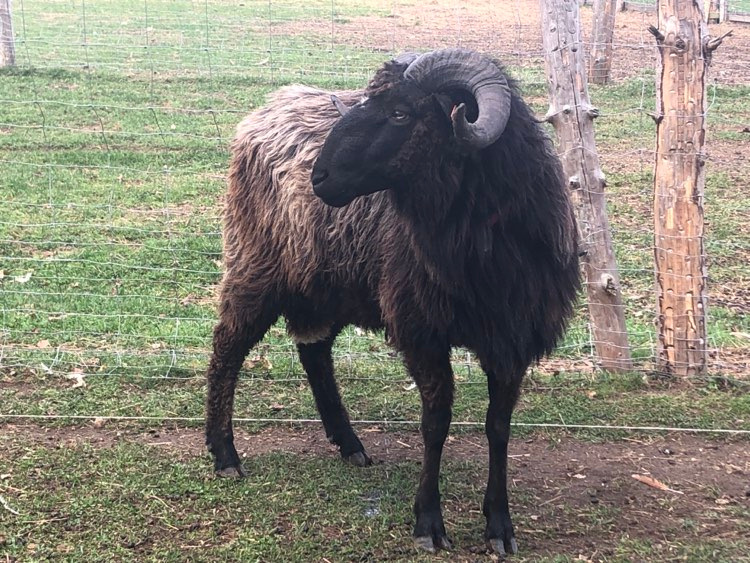 Prodáme plemenné beránky Původní valašky - linie Javorník - 2