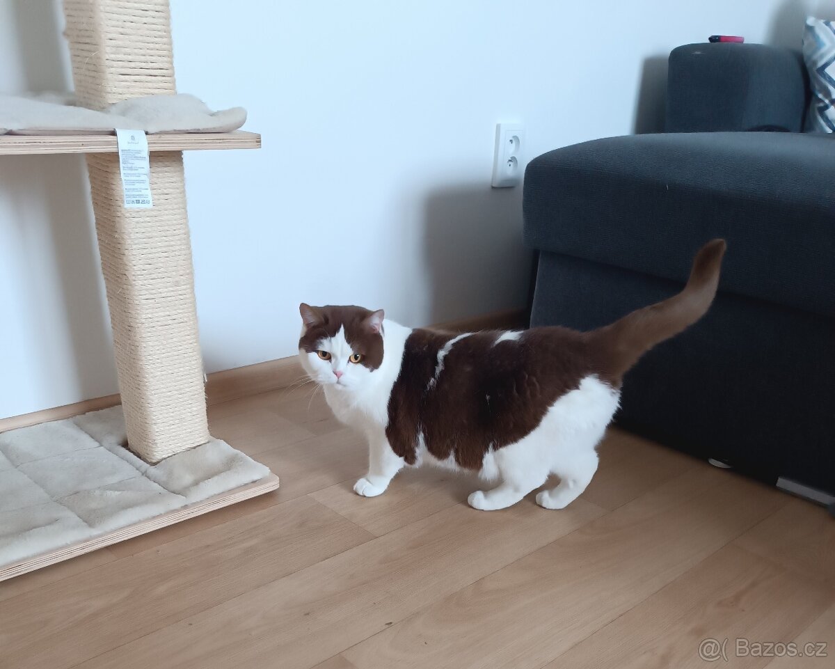 Britské kočičky - 2