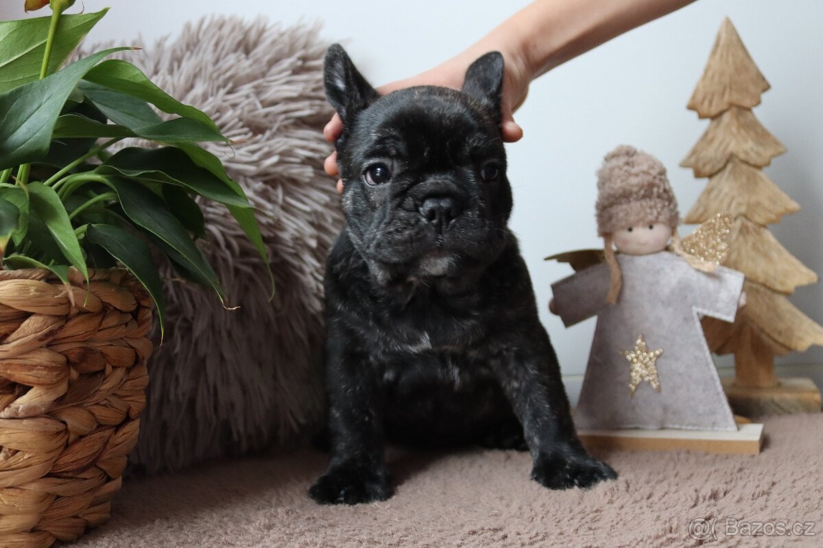 Francouzský buldoček s průkazem původu - 2