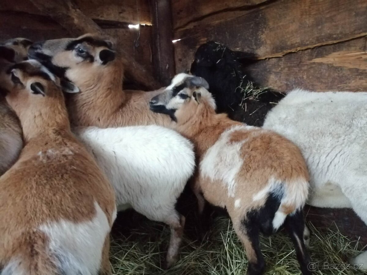 Kamerunský beran - 2