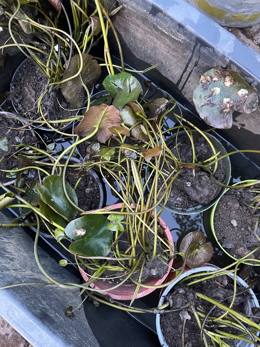 Leknin vodní rostlina kvetoucí posledních 10ks - 2