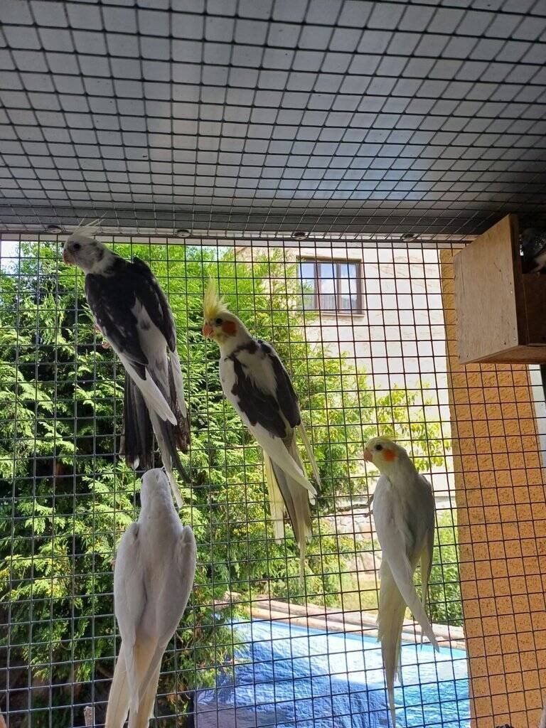 Prodám korely chocholaté - 2