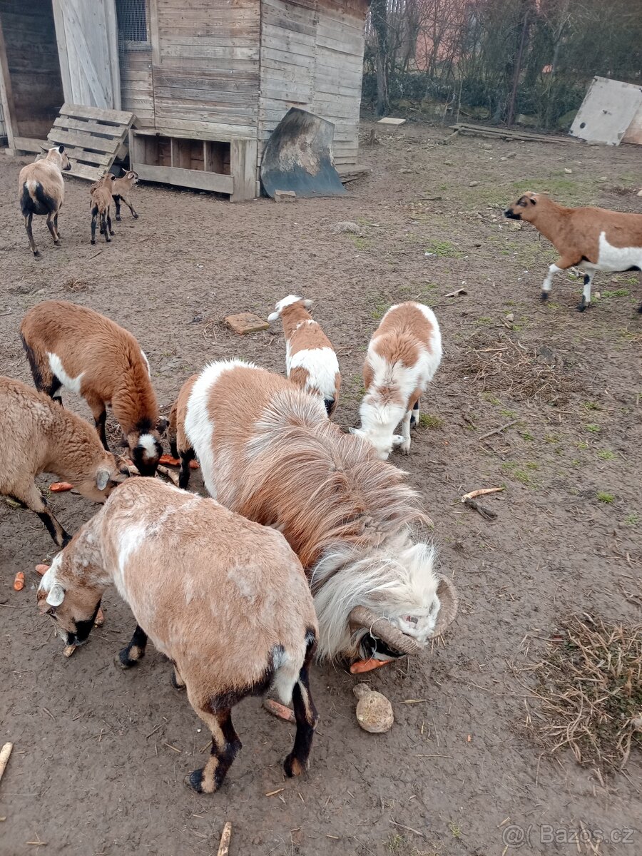 Kamerunská ovce - 2