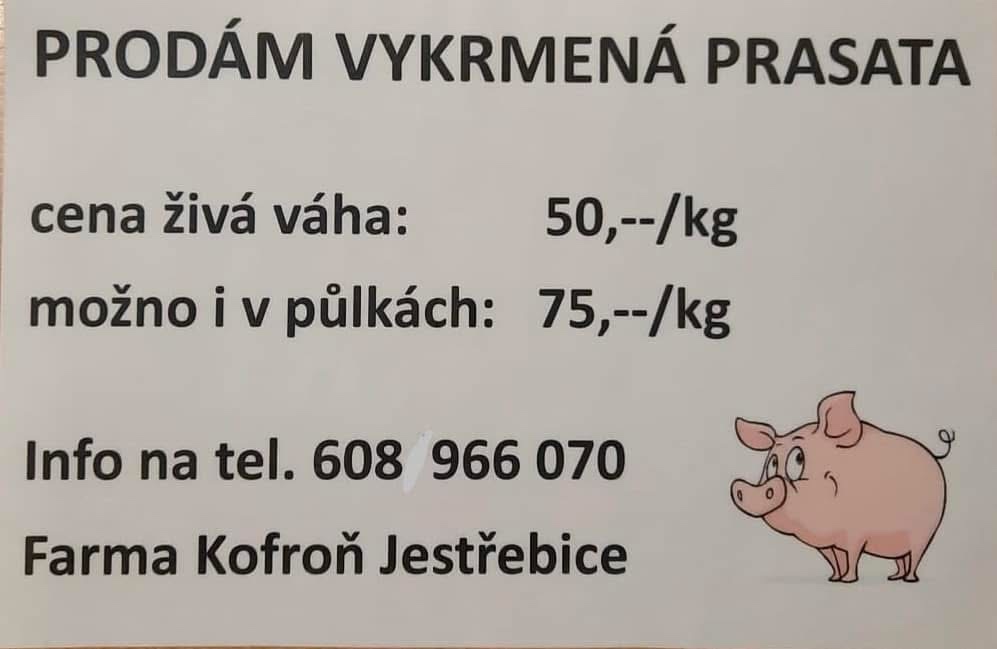 Vykrmené prase - 2