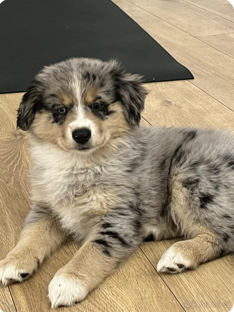 Australský ovčák - miniaturní americký - 2