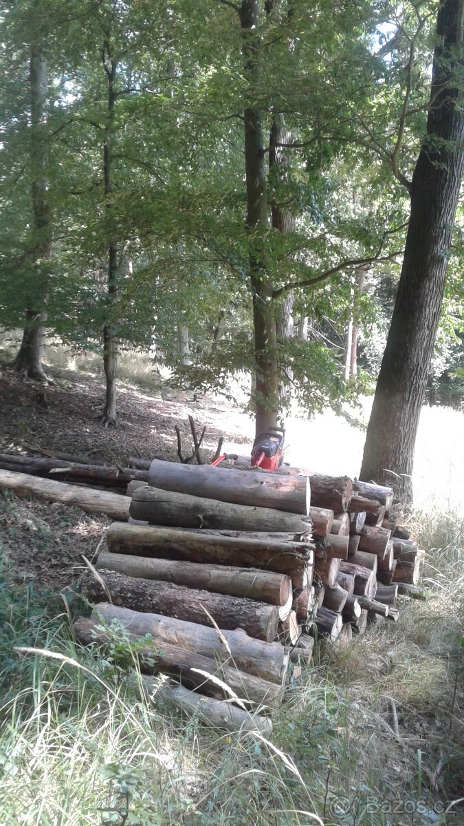 borovice - 2