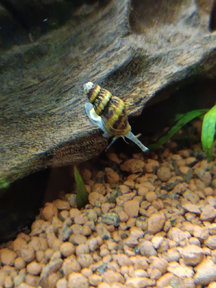 Surmovka vražedná - 2