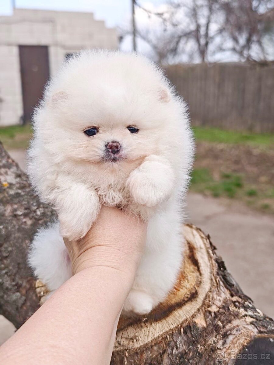 Pomeranian - 2