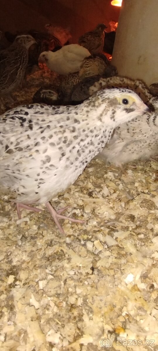 Křepelka japonská - 2