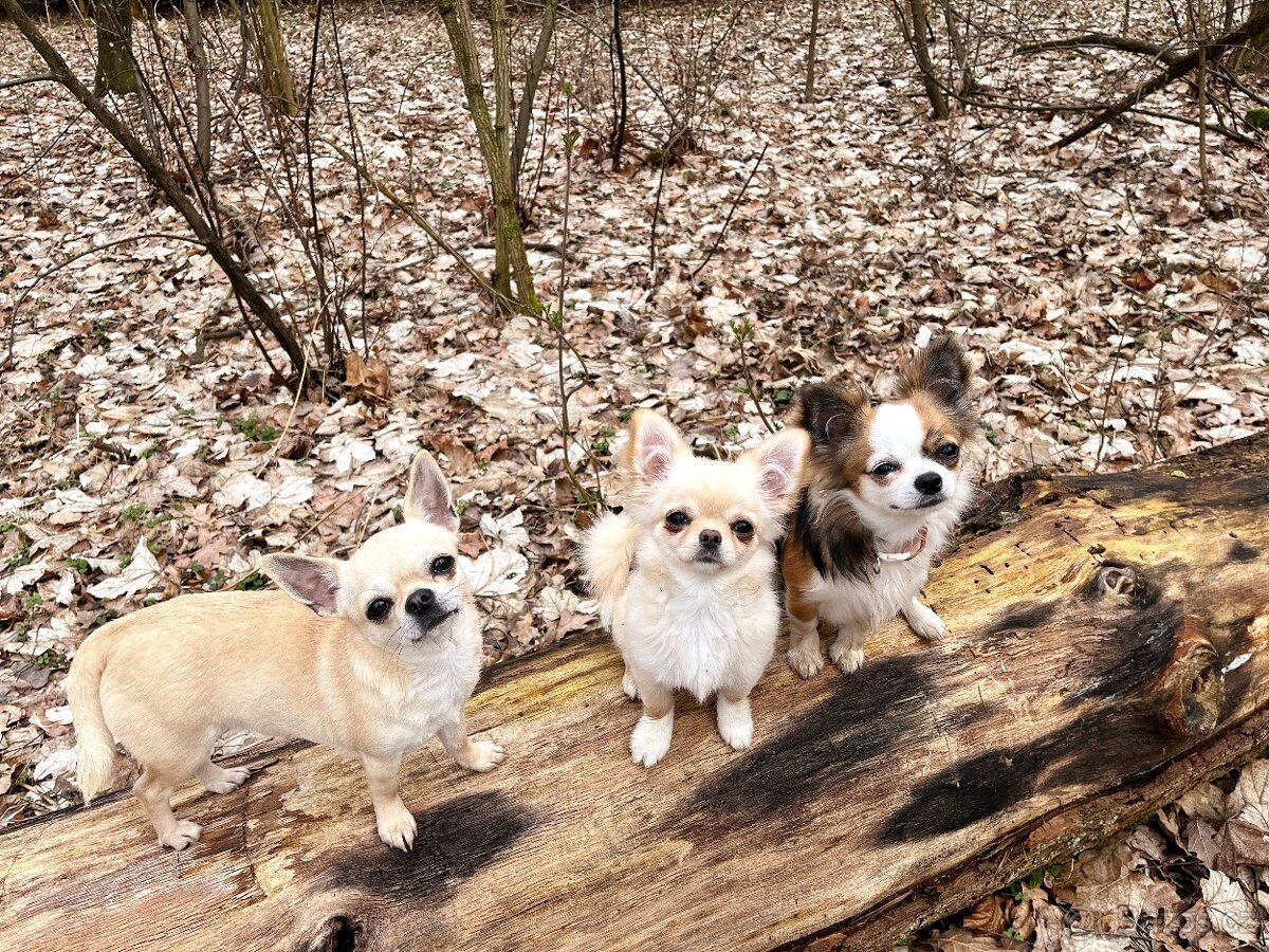 Školka pro psy, hlídání - 2