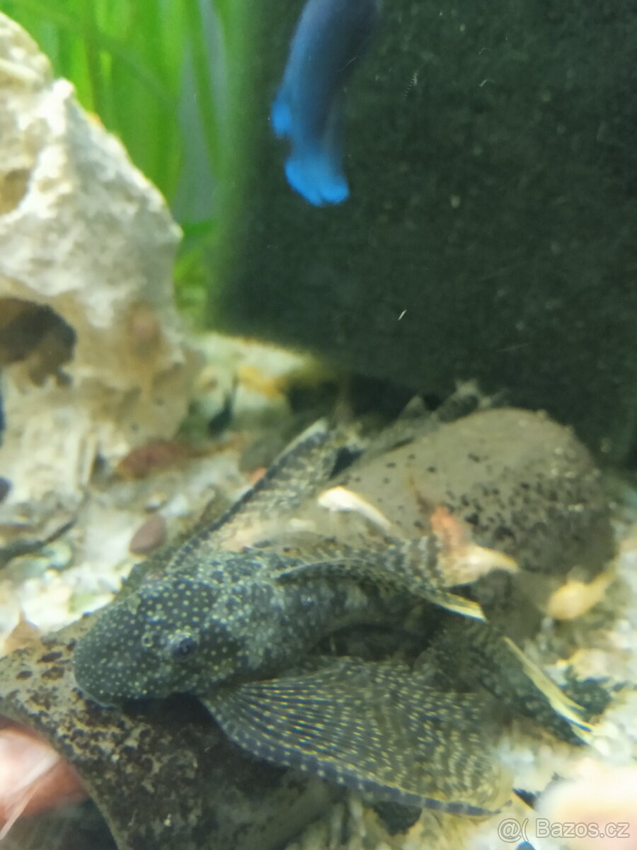 Ancistrus long fin - 2