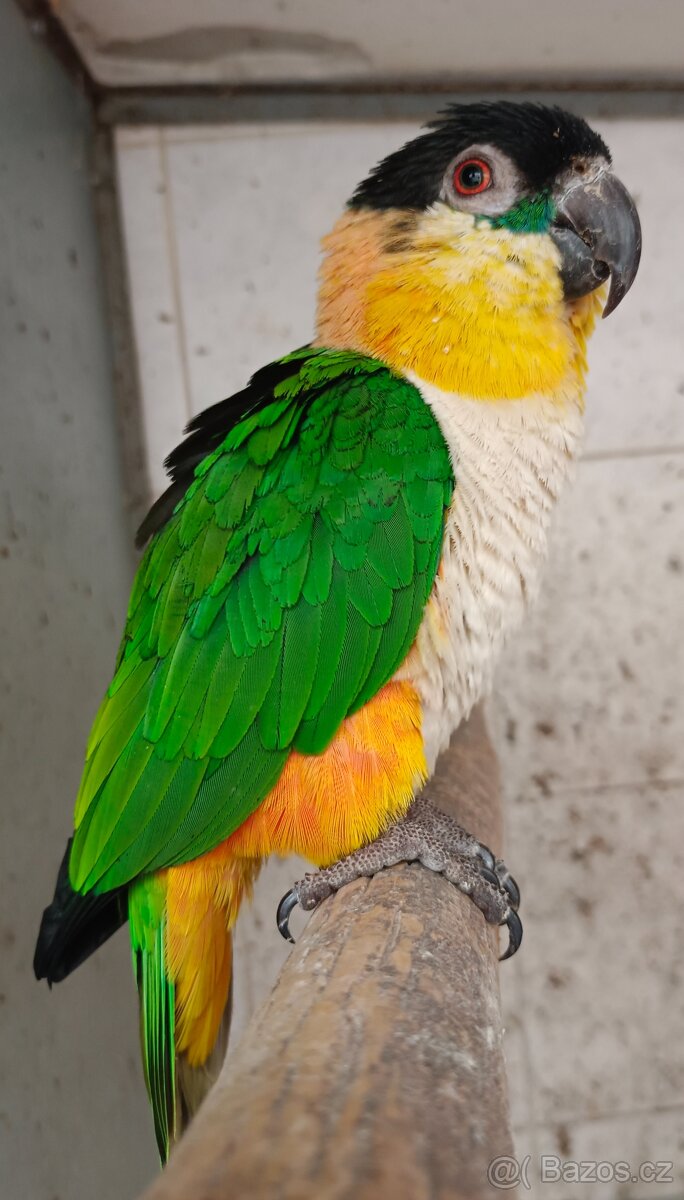 Amazónek černotemenný - 2