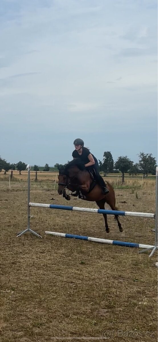 Pronajem pony kobylky - 2