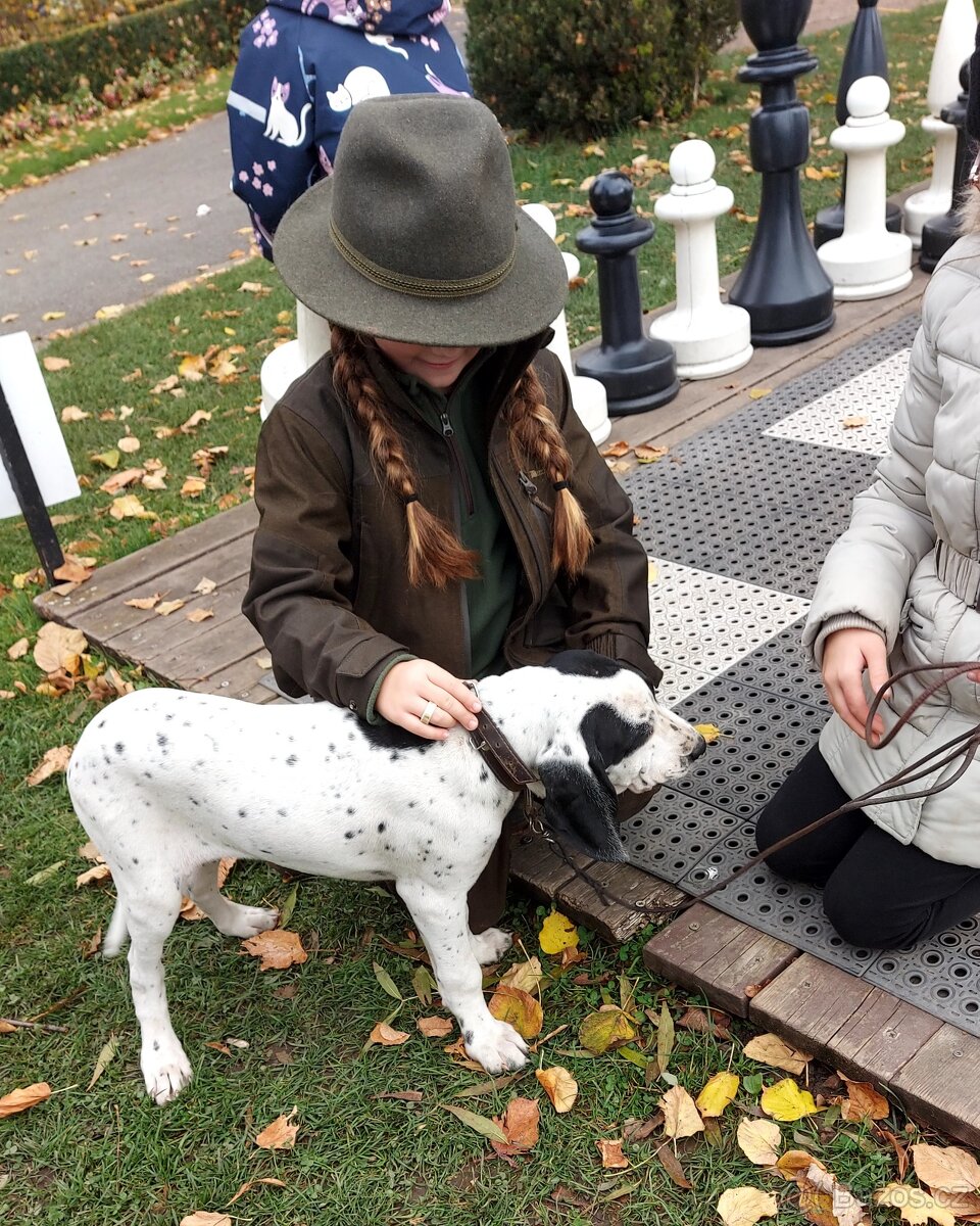 Ohař - prodej štěňat - 2